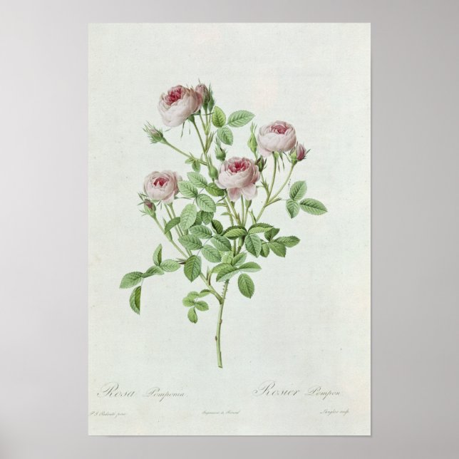 Póster Rosa Pomponia, from 'Les Roses' (Frente)
