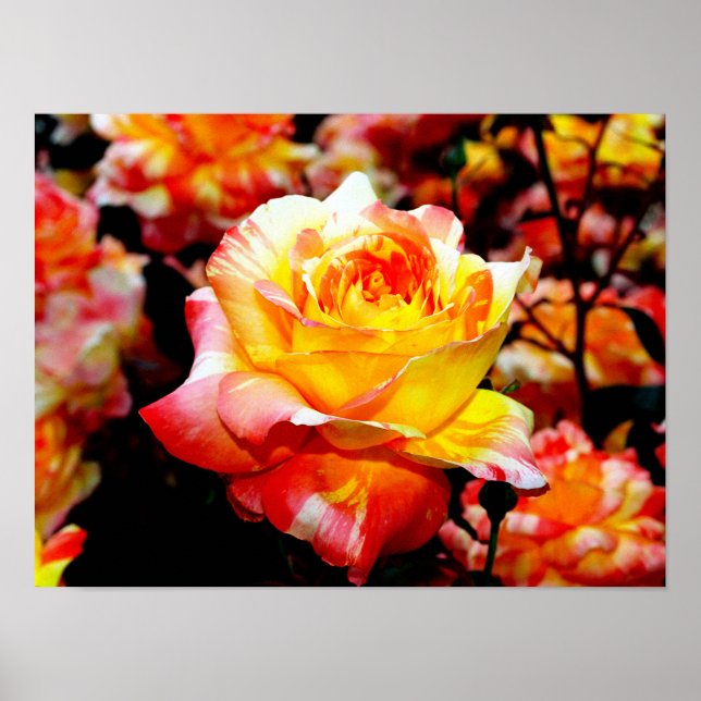 Póster Rosa Poster (Frente)