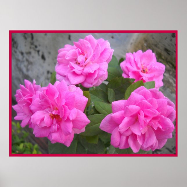 Póster Rosa Poster de San Valentín (Frente)