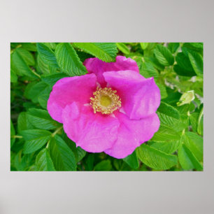 Póster Rosa Poster Rosa