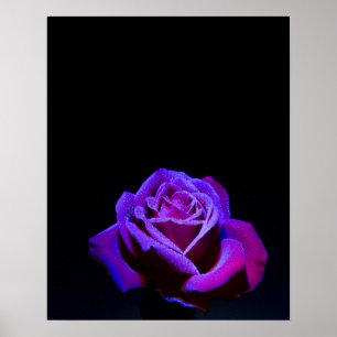 Póster Rosa púrpura con gotas de agua en fondo negro
