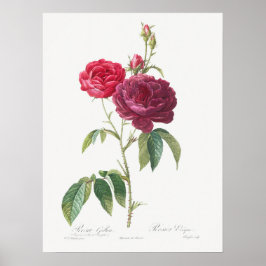 Póster Rosa púrpura Rosa Gallica Pierre Joseph Redoute