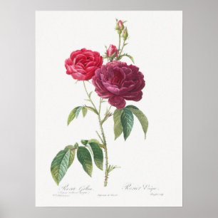 Póster Rosa púrpura Rosa Gallica Pierre Joseph Redoute