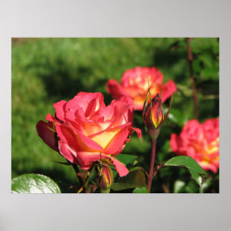 Póster Rosa Rainbow Sorbet Floribunda 140