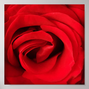 Póster Rosa Roja