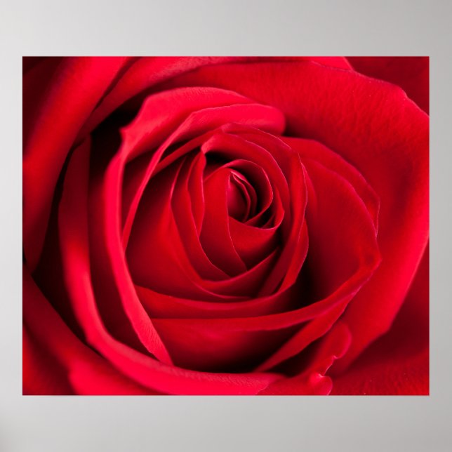 Póster Rosa Roja (Frente)
