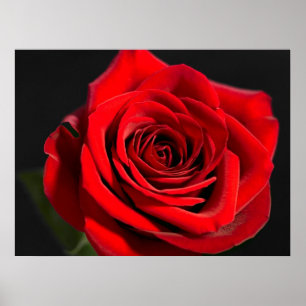 Póster Rosa Roja