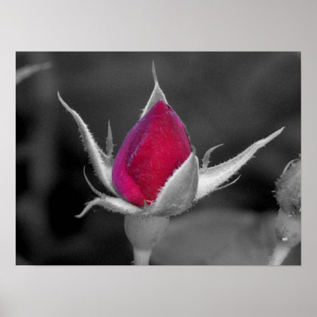 Póster Rosa Roja (Frente)