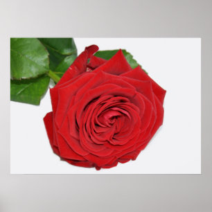 Póster Rosa Roja