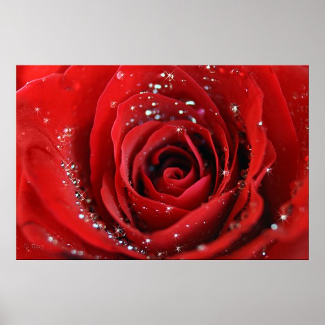 Póster Rosa Roja (Frente)