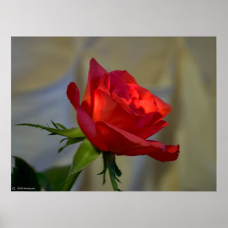 Póster Rosa Roja