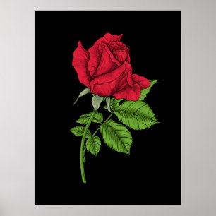 Póster Rosa roja