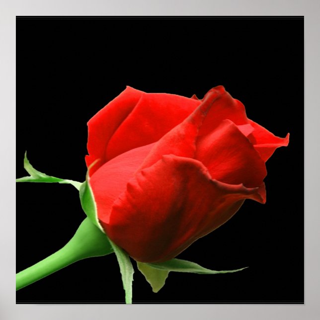 Póster Rosa Roja (Frente)