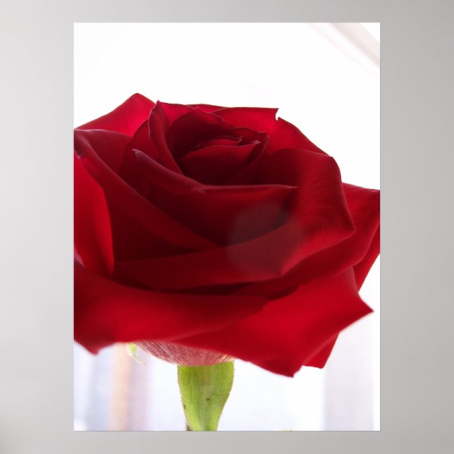 Póster Rosa Roja (Frente)