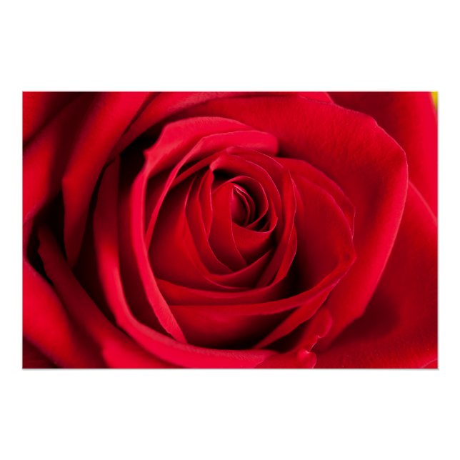 Póster Rosa Roja (Anverso)