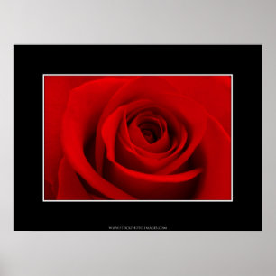 Póster Rosa Roja