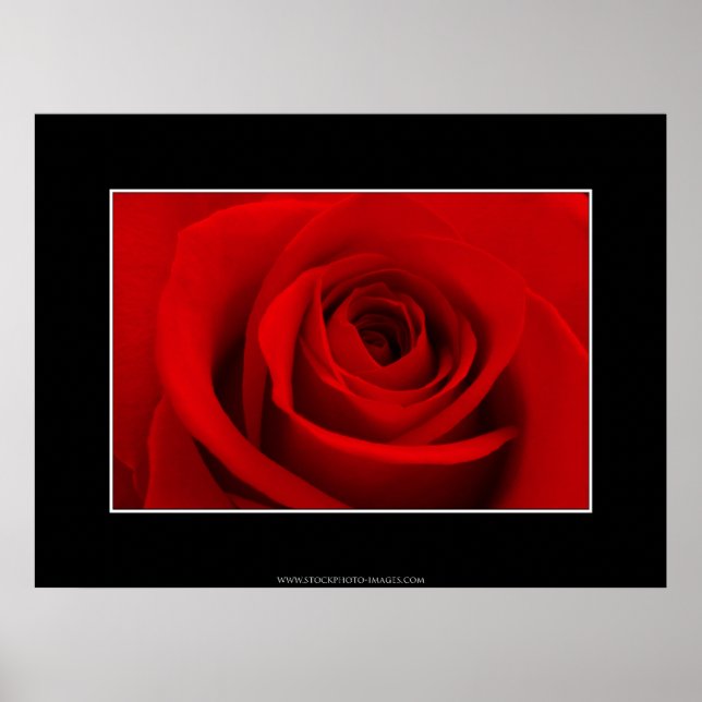 Póster Rosa Roja (Frente)