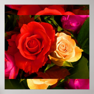 Póster Rosa roja amarilla