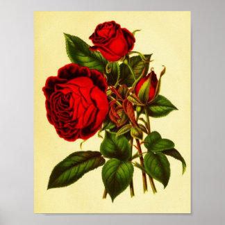 Póster Rosa Roja Botánica
