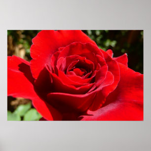 Póster Rosa Roja Brillante Flor Hermosa Floral
