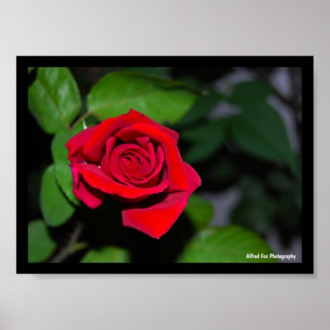 Póster Rosa Roja Carmesí (Frente)