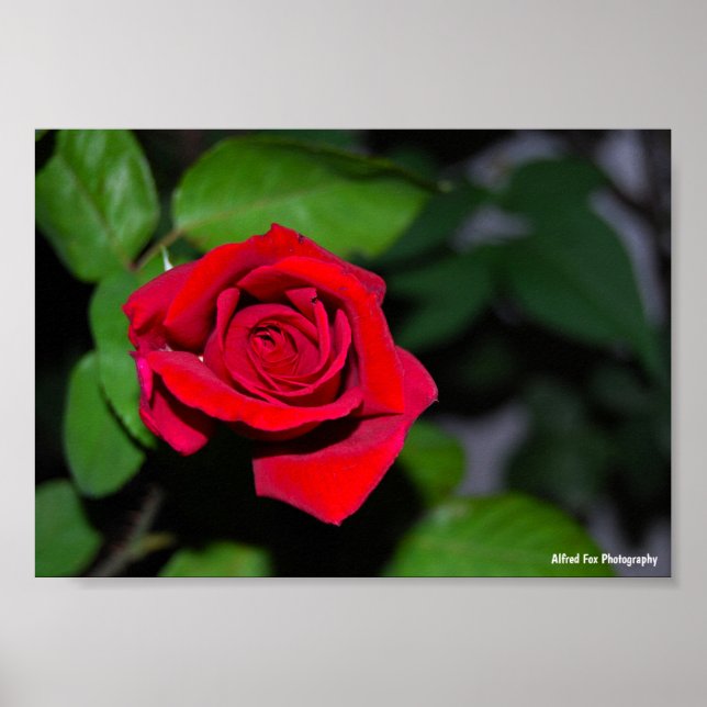 Póster Rosa Roja Carmesí (Frente)