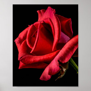 Póster Rosa roja contra fondo negro