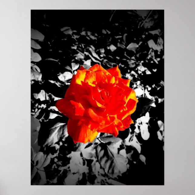 Póster Rosa roja de 16" x 12", papel Poster de valor (mat (Frente)