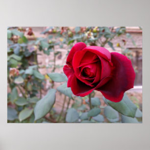 Póster Rosa roja de otoño