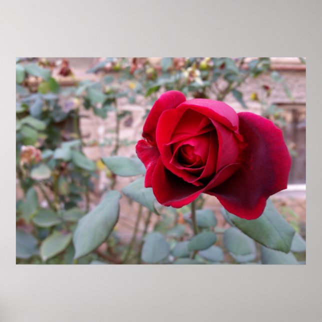 Póster Rosa roja de otoño (Frente)