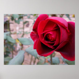 Póster Rosa roja de otoño