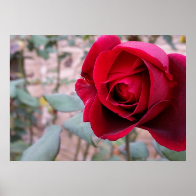 Póster Rosa roja de otoño (Frente)