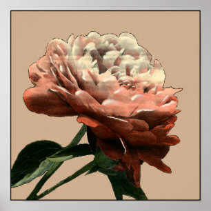 Póster Rosa roja de rubí con acentos blancos