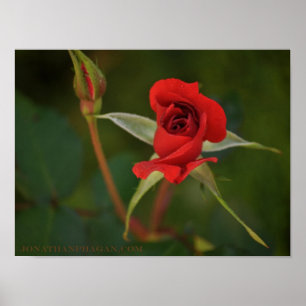 Póster Rosa Roja empieza a florecer