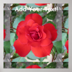 Póster Rosa Roja Flor