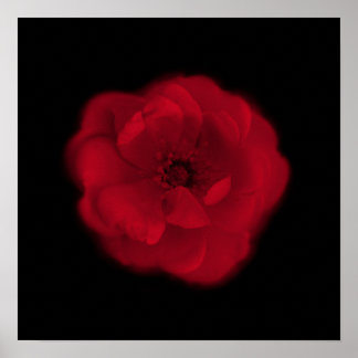 Póster Rosa Roja. Fondo negro.