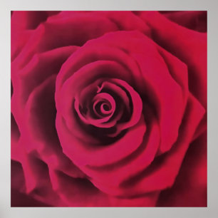 Póster Rosa Roja grande