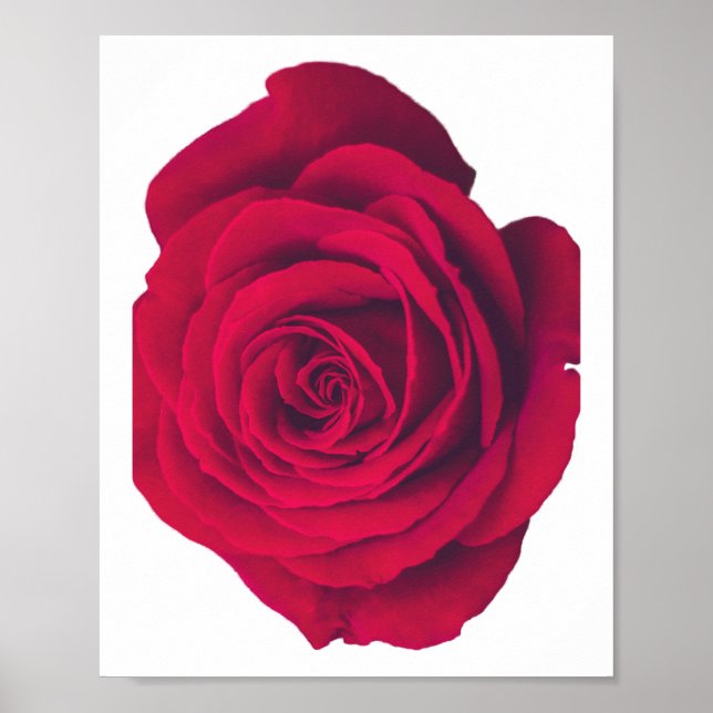 Póster Rosa roja grande cara izquierda (Frente)