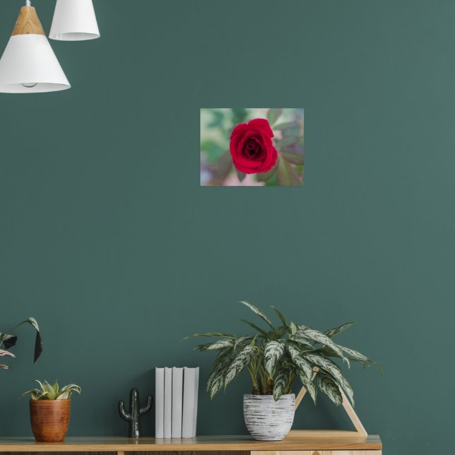 Póster Rosa Roja Hermosa (Salón 1)
