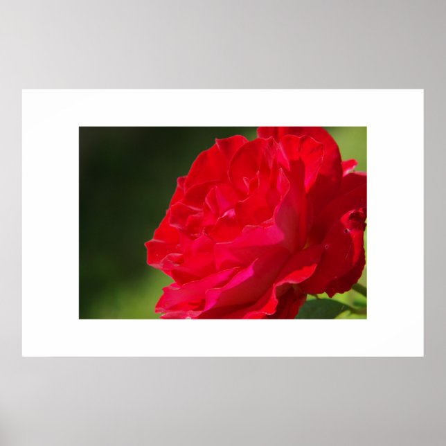 Póster Rosa roja - Imprimir (Frente)
