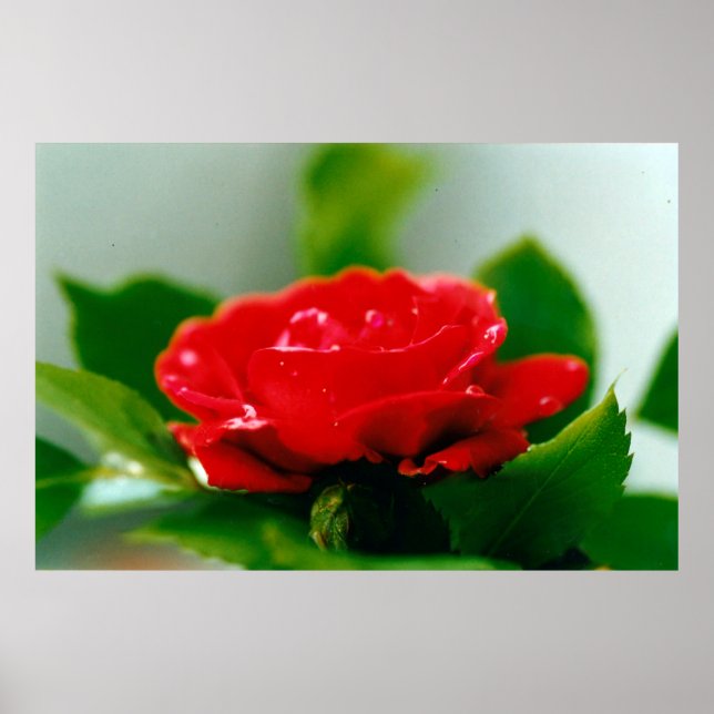 Póster Rosa roja matutina cubierta de rocío (Frente)