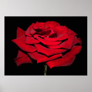 Póster Rosa Roja - Negro
