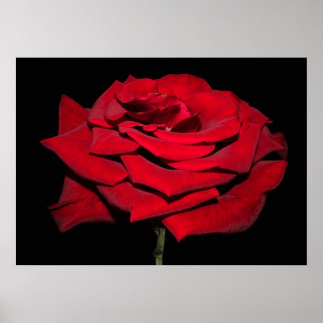 Póster Rosa Roja - Negro (Frente)