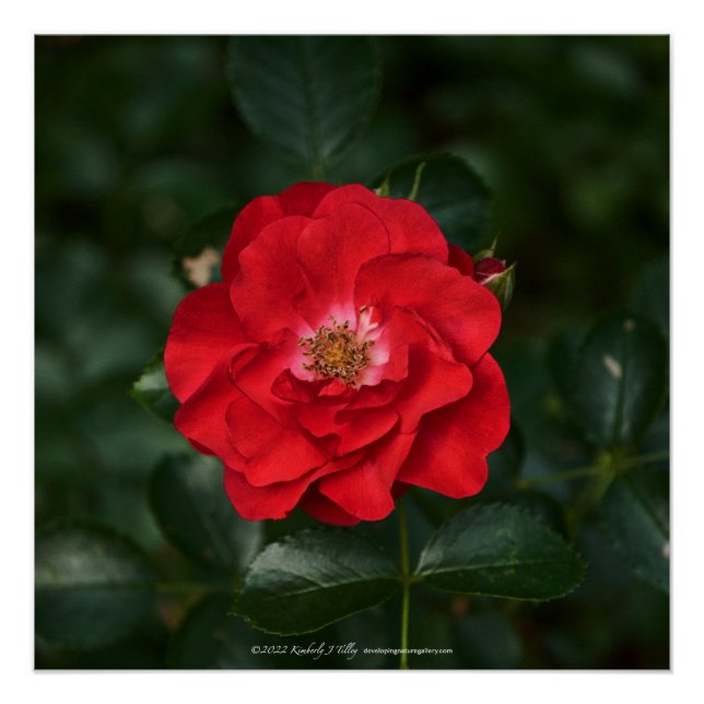 Póster Rosa roja P6568 (Anverso)