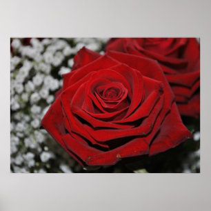 Póster Rosa roja - presión