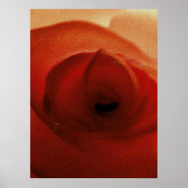 PÓSTER ROSA ROJA PRIMER PLANO    
