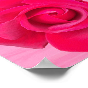 Póster Rosa Roja Romántica