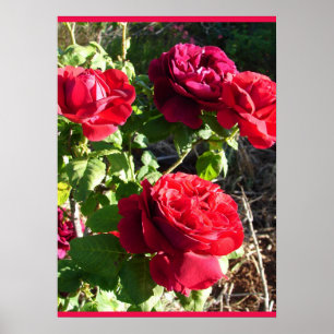 Póster Rosa Roja Rosas Flor Jardín Floral Eugene Furst