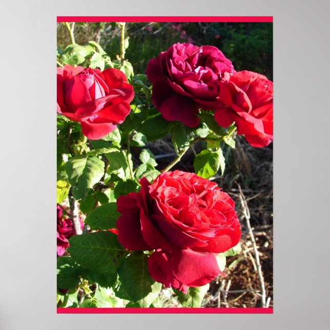 Póster Rosa Roja Rosas Flor Jardín Floral Eugene Furst (Frente)