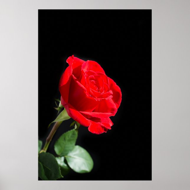 Póster Rosa roja sobre negro (Frente)